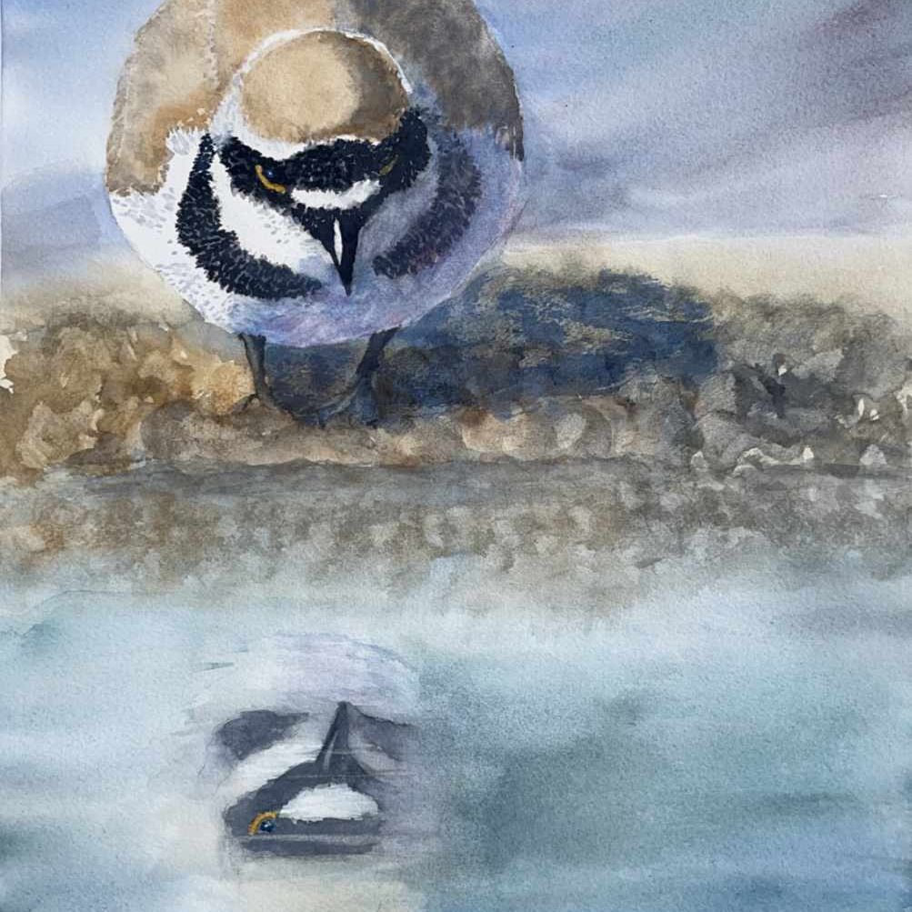 Flussregenpfeiffer Flussregenpfeiffer sieht seine Spiegelung im Wasser, Aquarell